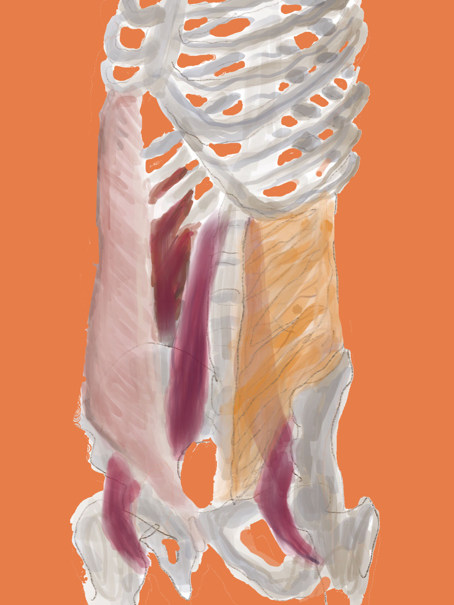 torso core
